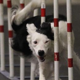 Border Collies from NxtLvl Border Collies