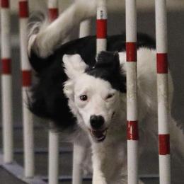 Border Collies from NxtLvl Border Collies
