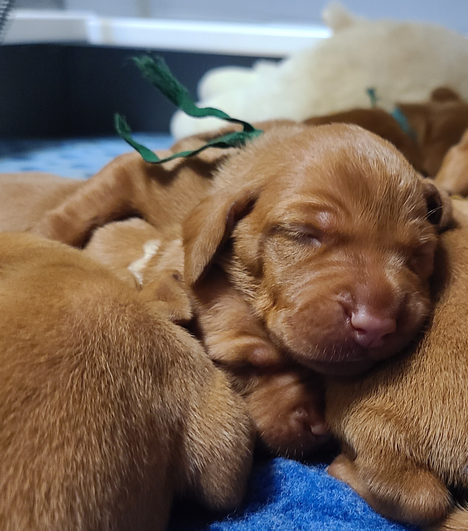 Girl 1 - Golden rust female Vizsla puppy in Bellingham, Washington from Mountain View Vizslas