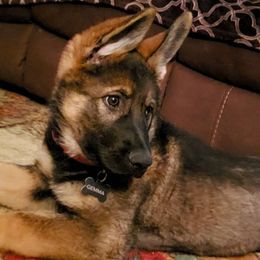 German Shepherd Puppies from Warhammer German Shepherds