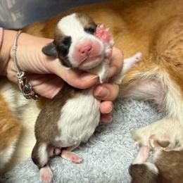 Jolene - Red female Pembroke Welsh Corgi puppy in Tucson, Arizona from Soqui Ortiz Cattle Ranch