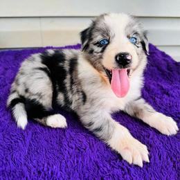 Diesel - Blue merle male Australian Shepherd puppy in Charlotte, North Carolina from Awesome Aussies