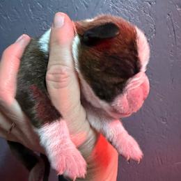 Boy 1 - Brindle male Boxer puppy in Newfoundland, Pennsylvania from Poconopaws