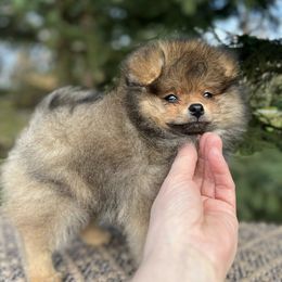 Boy 1 - Orange sable male Pomeranian puppy in North Pole, Alaska from Lauras Poms