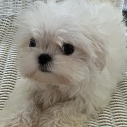 Korean Ashton - White male Maltese puppy in Mooresville, North Carolina from Clearview Canines