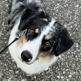 Cree - Australian Shepherd