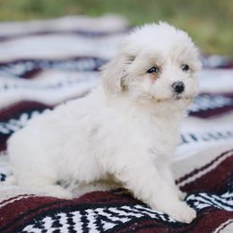 Maltipoos from CEK Pets