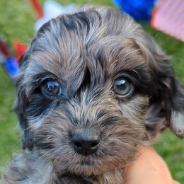 Girl black collar - Merle female Cockapoo puppy in Middletown, Ohio from Blessed Chaos