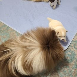 Pomeranian Puppies from Merri's Pom's