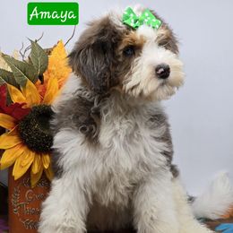 Amaya - Blue merle female Bernedoodle puppy in Neillsville, Wisconsin from Granton Creek