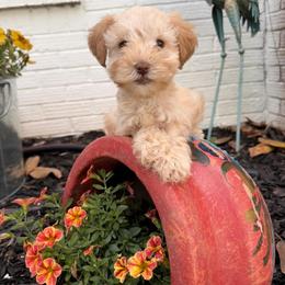 Bayou - Wheaten female Miniature Schnauzer puppy in Silver Creek, Mississippi from Mamie’s Minis, LLC