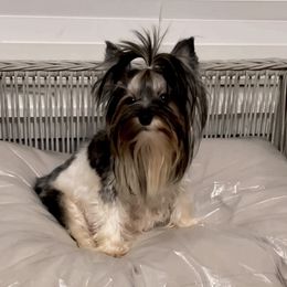 Miyuki - Yorkshire Terrier