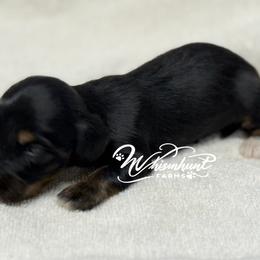 Silky wire 2650 - Black and tan male Dachshund puppy in Nashville, Arkansas from Whisenhunt Farms