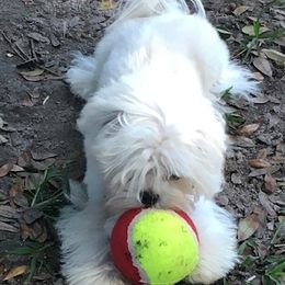 Biewer Terriers and Maltese from Dog Daze