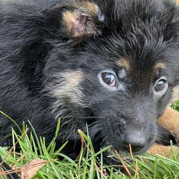 German Shepherd puppies from Riverfarm K-9s