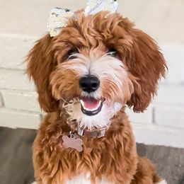 Savannah - Goldendoodle