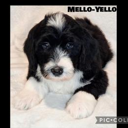 Mellow Yello - Black and white male Sheepadoodle puppy in Roseburg, Oregon from Lookingglass Doodles