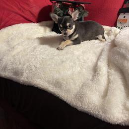 Chihuahua Puppies from Anastasia’s Tiny Pupps