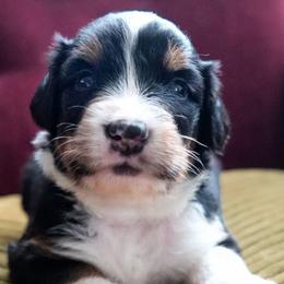 Marcel - Tri-color male Bernedoodle puppy in Folsom, Louisiana from DoodlesFarmCo
