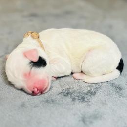 Acadia- Female Reservation 2 - White female Sheepadoodle puppy in Spokane, Washington from Downriver Doodles