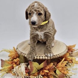 Yellow girl - Goldendoodle puppy from Sweet Georgia Doodles