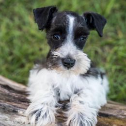 Miniature Schnauzers from Sunshine Schnauzers
