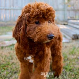 Waylon - Goldendoodle