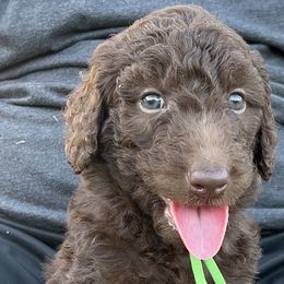 Billy - Goldendoodle puppy in Davie, Florida from Puppieskiss
