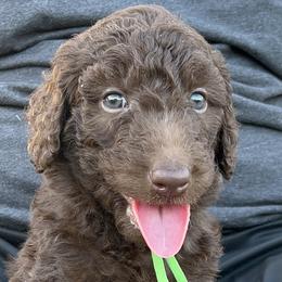 Billy - Goldendoodle puppy in Davie, Florida from Puppieskiss