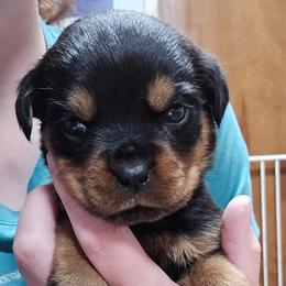 Molly - Black and mahogany female Rottweiler puppy in Tangent, Oregon from Raya's Royals