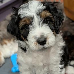 Pluto - Black tri-color male Aussiedoodle puppy in New Durham, New Hampshire from Ridgeview Aussiedoodles
