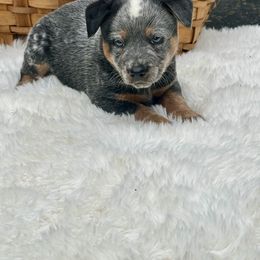 Stetson - big beautiful headed boy - Blue male Australian Cattle Dog puppy in Kalispell, Montana from BTR Australian Cattle Dogs