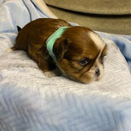 Boy 2 - Sable and white male Shih Tzu puppy in Zeigler, Illinois from Dandy Little  Shih Tzu, Shih Poo's and Toy Poodles