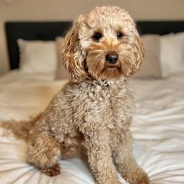Lucy - Goldendoodle