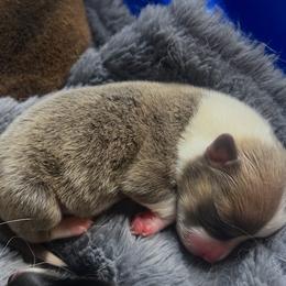 BB Boy 1 - Blue male Pembroke Welsh Corgi puppy in Dickinson, Texas from Gulf Coast Corgis