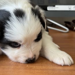 Australian Shepherd Puppies from Fly by Nite Australian Shepherds