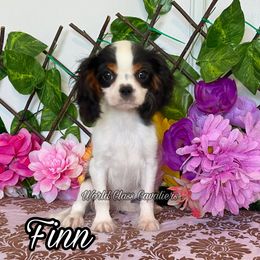 Finn - Tri-color male Cavalier King Charles Spaniel puppy in Hollywood, Florida from World Class Cavaliers