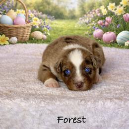 Forest - Red merle male Australian Shepherd puppy in Howardsville, Virginia from Spectacular Aussies and Cavaliers
