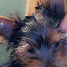 Poodles and Yorkshire Terriers from Winchester's Magic Yorkipoos & Poodles