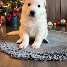 Grey Collar  (Kohl) - White male Berger Blanc Suisse puppy in Rice Lake, Wisconsin from Windswept White Swiss Shepherds