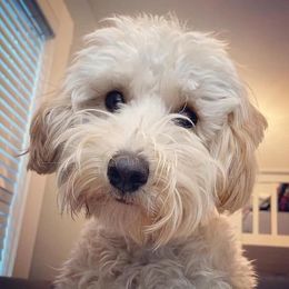 Bernedoodle and Goldendoodle Puppies from I Dream of Doodles