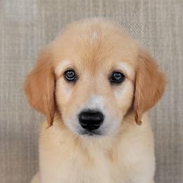 Elsa Australian Retriever - Yellow female Australian Shepherd puppy in Limestone, Tennessee from Pilot Hill Teddy Bear Puppies