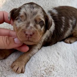 Orange collar boy - Chocolate merle male Bernedoodle puppy in Colorado Springs, Colorado from Mercy Mountain Bernedoodles