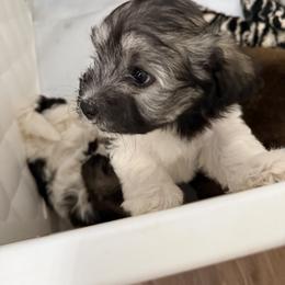 Havanese Puppies from Happytailspuppies