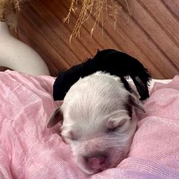 Hera (Navy Blue) - Brown and white female Bernedoodle puppy in West Haven, Utah from Harper Haven Cavapoos & Doodles