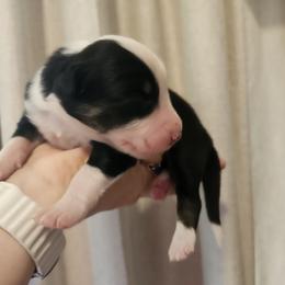 Black Tri Boy - Black tri-color male Australian Shepherd puppy in Hawaii from Hawaii Australian Shepherds