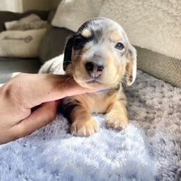 Miche - Dapple male Dachshund puppy in Merced, California from The Graceful Dachshund Kennel