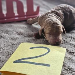 Girl 2 - Parti female Poodle puppy in Detroit, Michigan from Pretty Spoiled Spoos llc