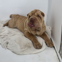 Chinese Shar-Pei, Cocker Spaniel, and Companion Cross Puppies from Mini Hippo Land