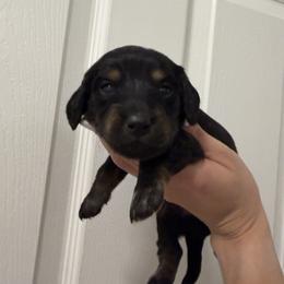 Milo - Black and tan male Dachshund puppy in Miami, Florida from Teenie Bikini Weenies